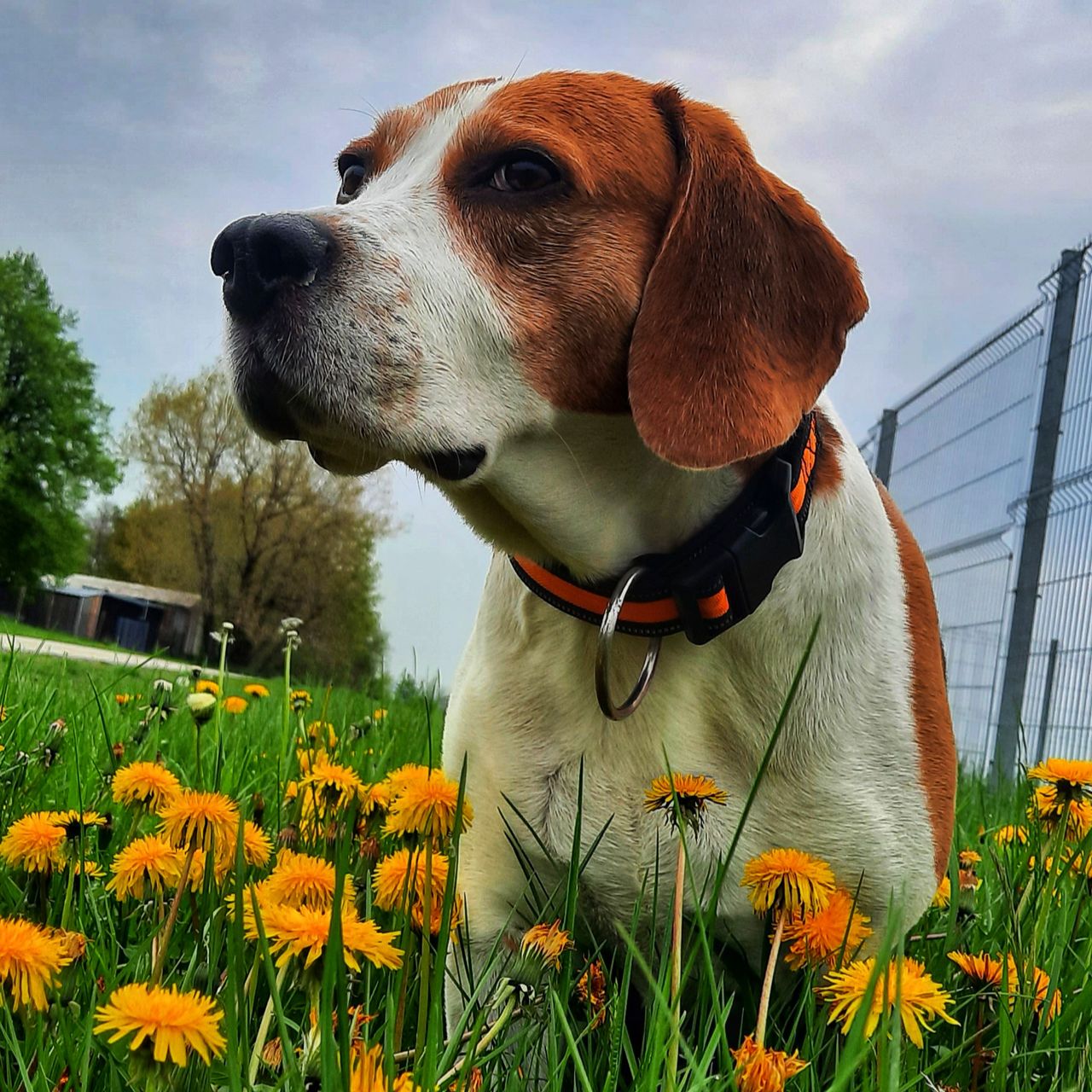 Soutěžní fotografie - Sam,  Beagle