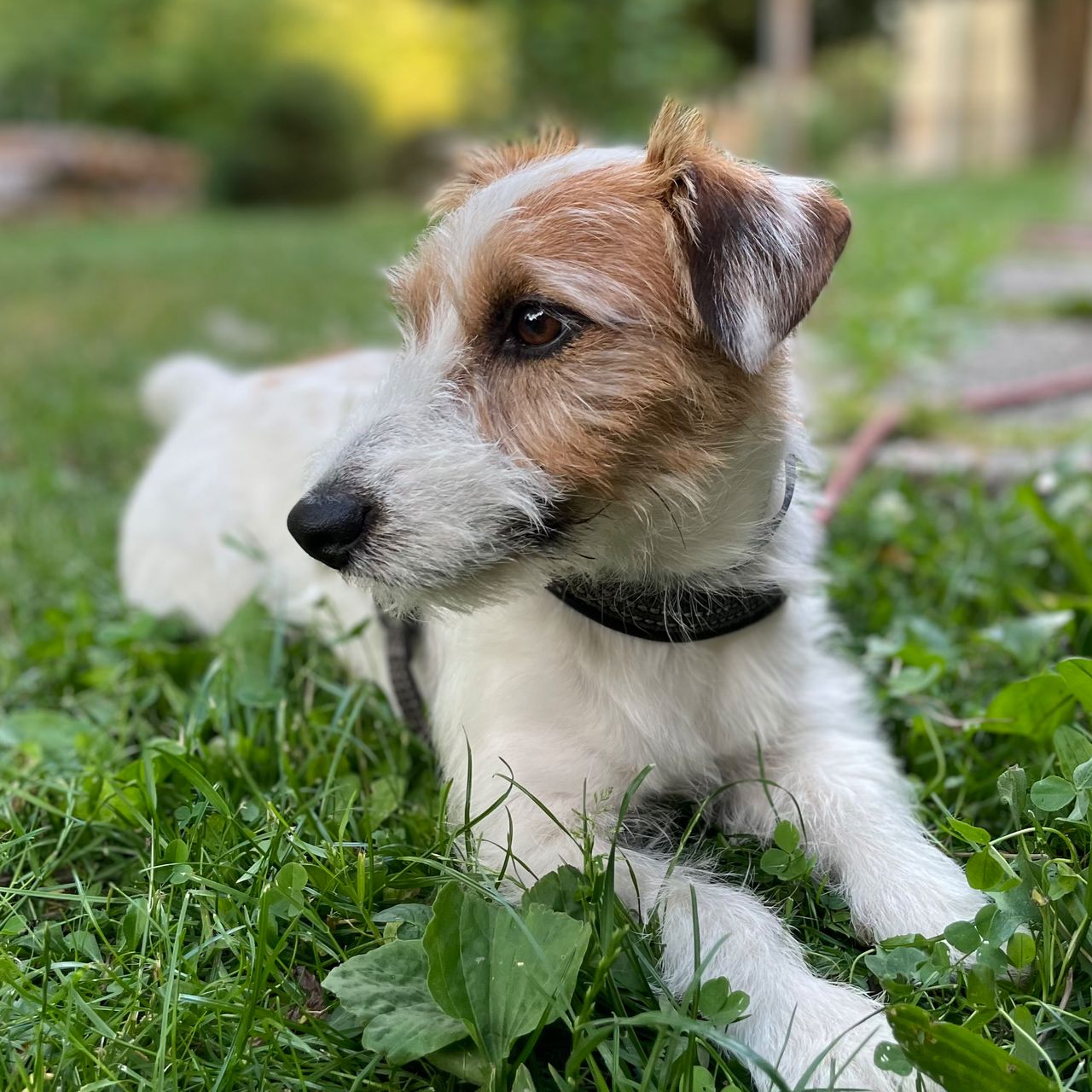 Soutěžní fotografie - Sam,  Jack Russell Teriér