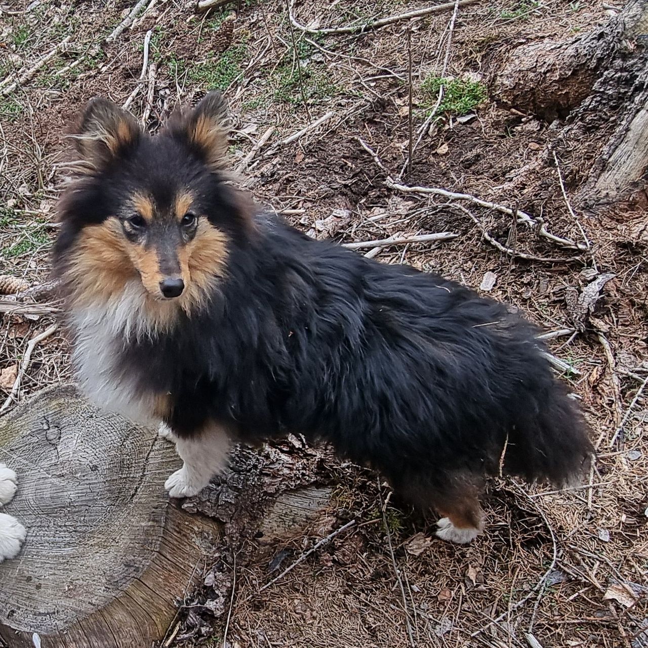 Soutěžní fotografie - Dan,  Sheltie