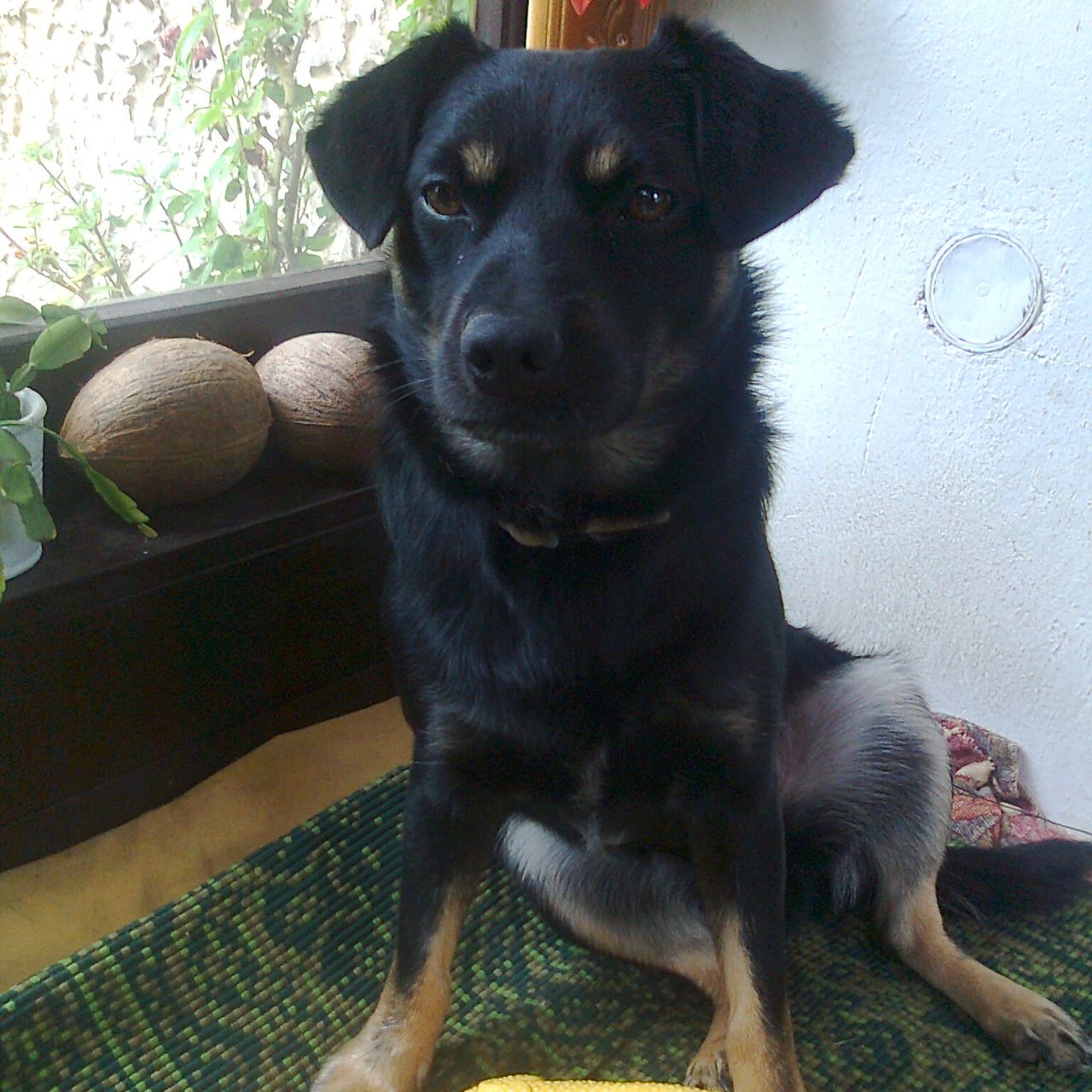 Soutěžní fotografie - Bobeš,  Labradorský retriever