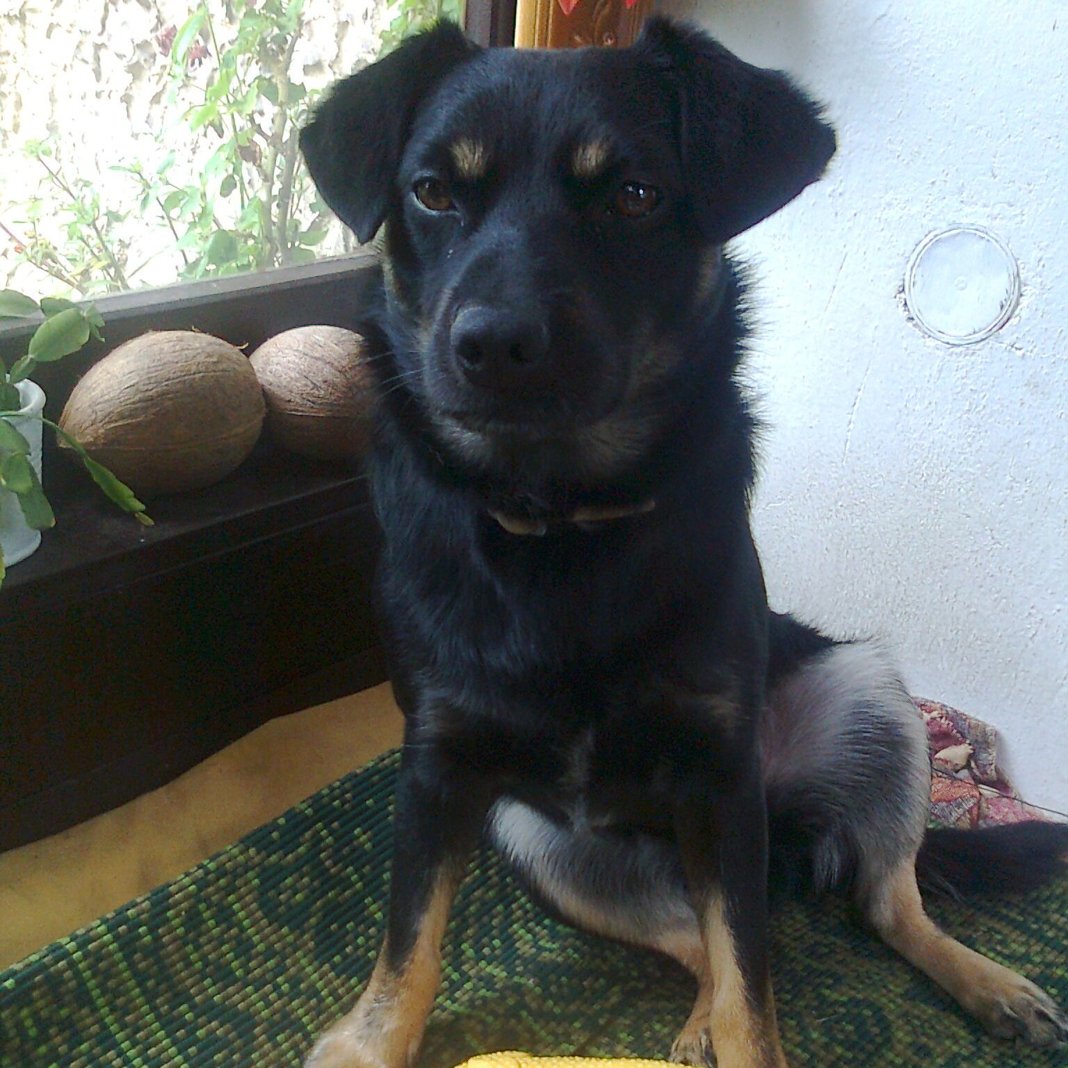 Soutěžní fotografie - Bobeš,  Labradorský retriever