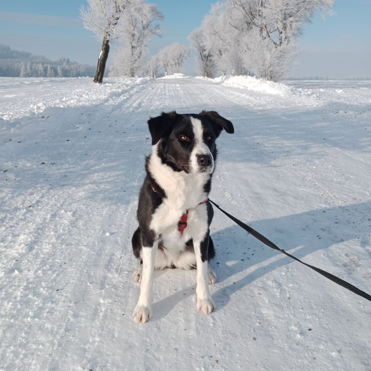 Soutěžní fotografie - Bella,  Border kolie