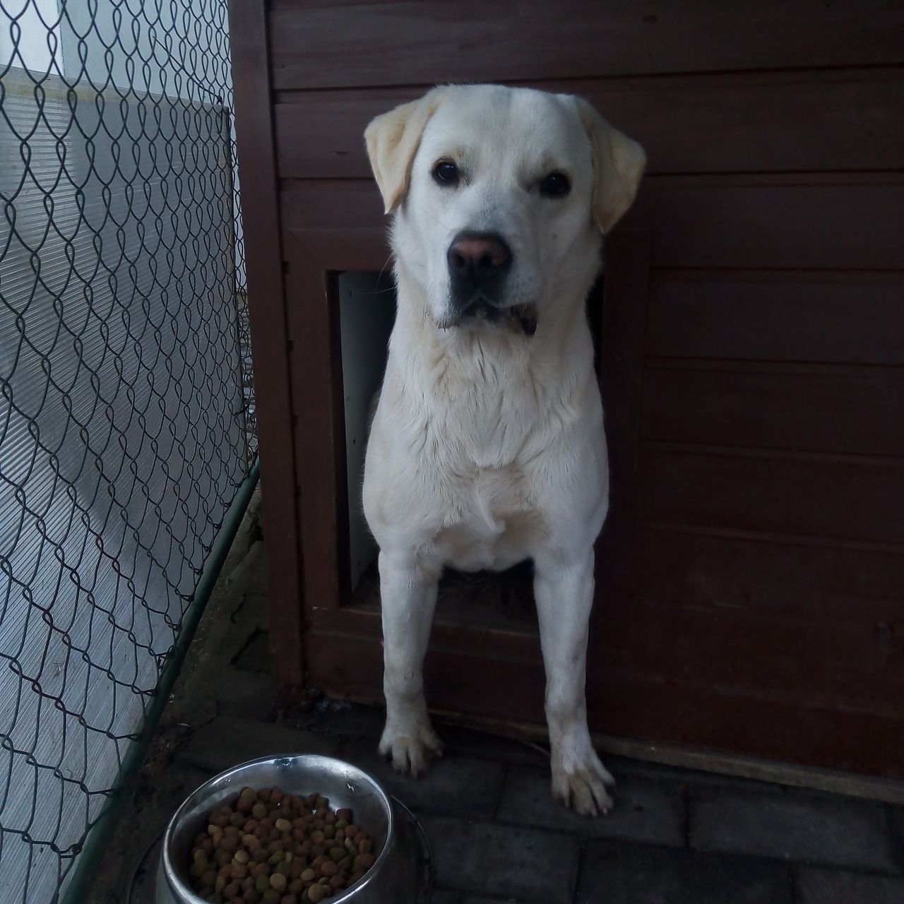 Soutěžní fotografie - Gump,  Labradorský retriever