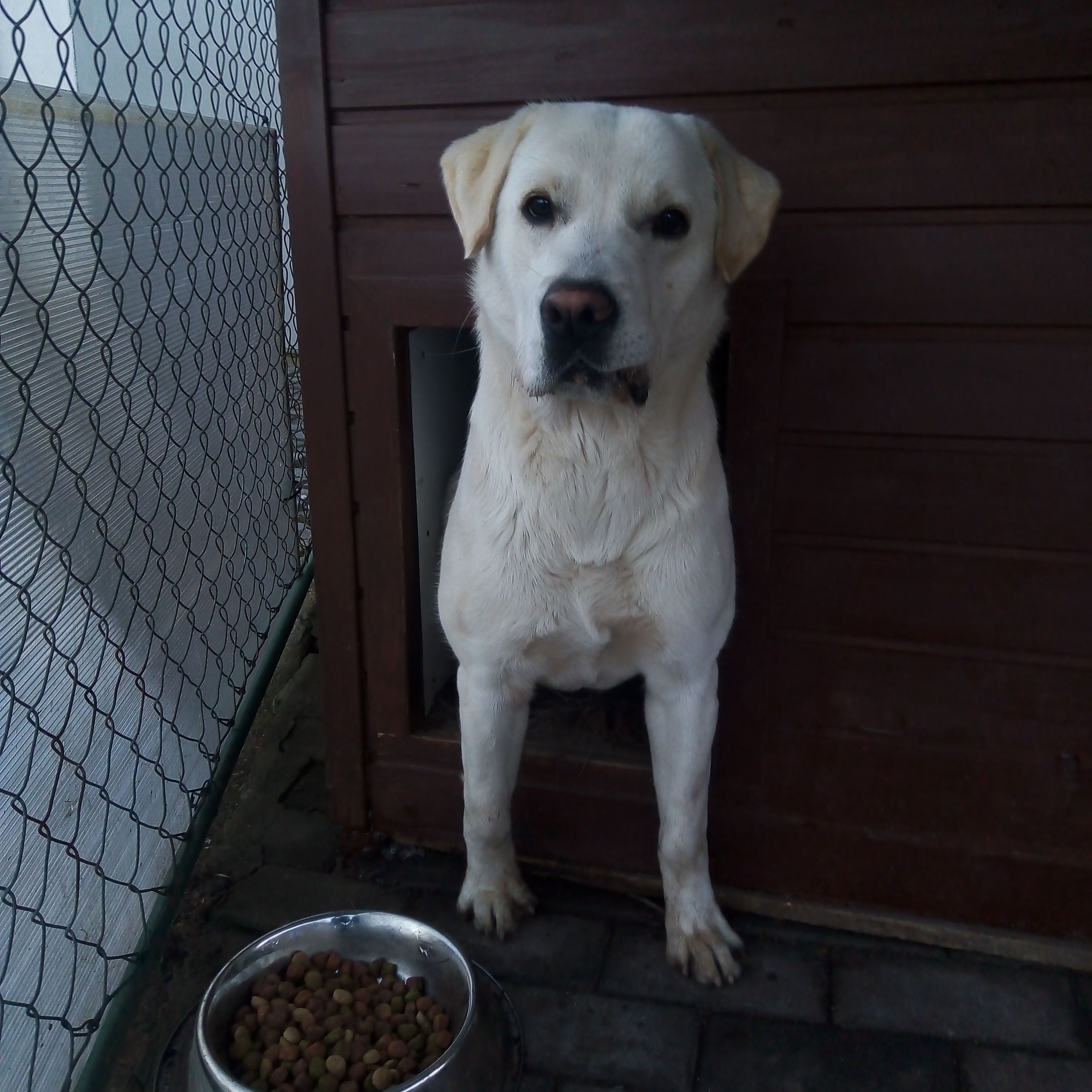 Soutěžní fotografie - Gump,  Labradorský retriever