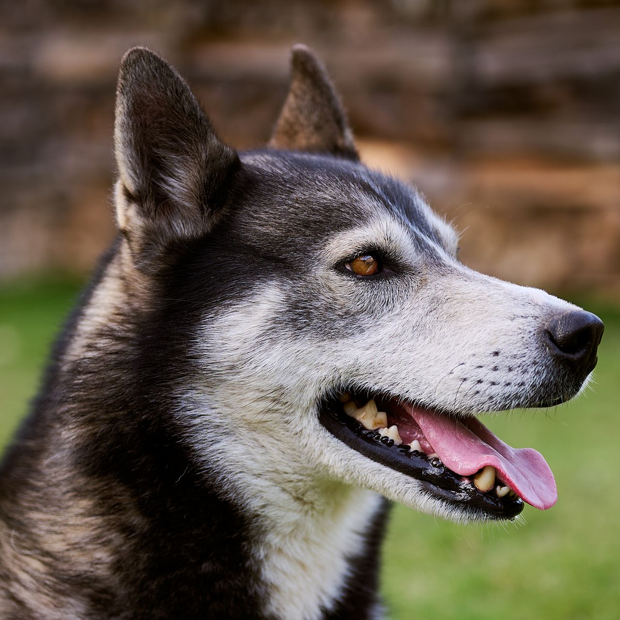 Soutěžní fotografie - Largo,  Sibiřský husky