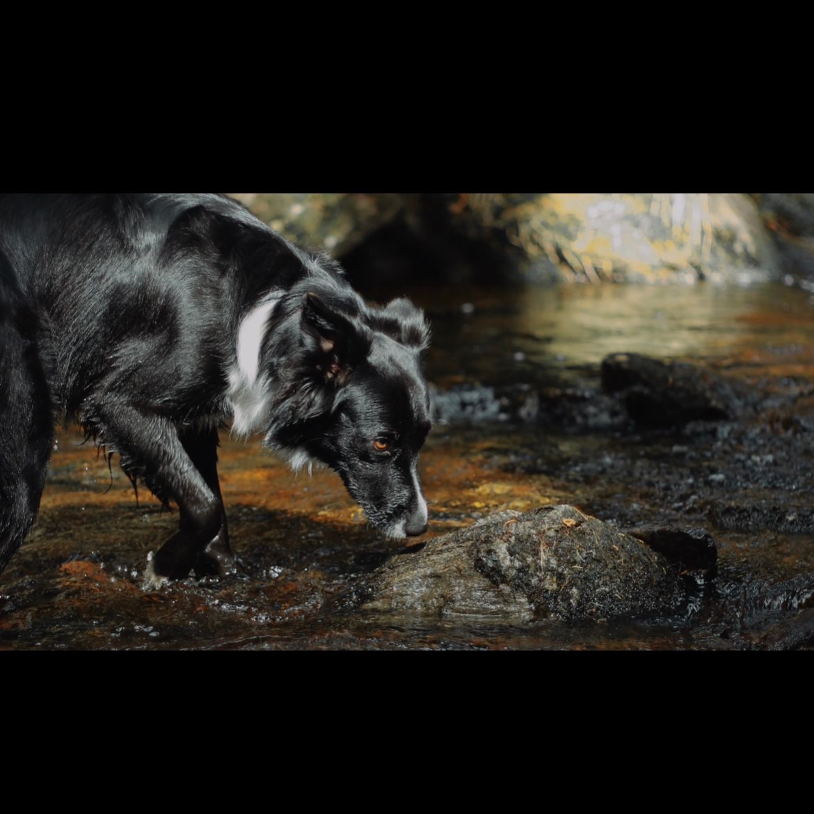 Soutěžní fotografie - Merlin,  Border kolie