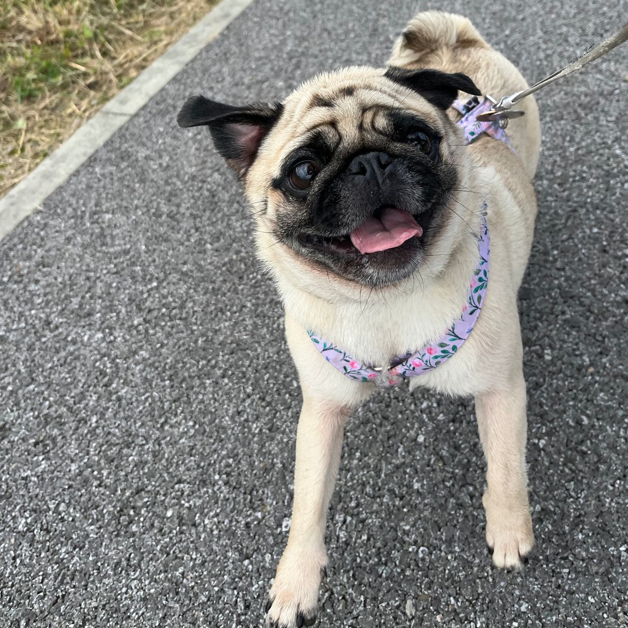Soutěžní fotografie - Sofie,  Mops