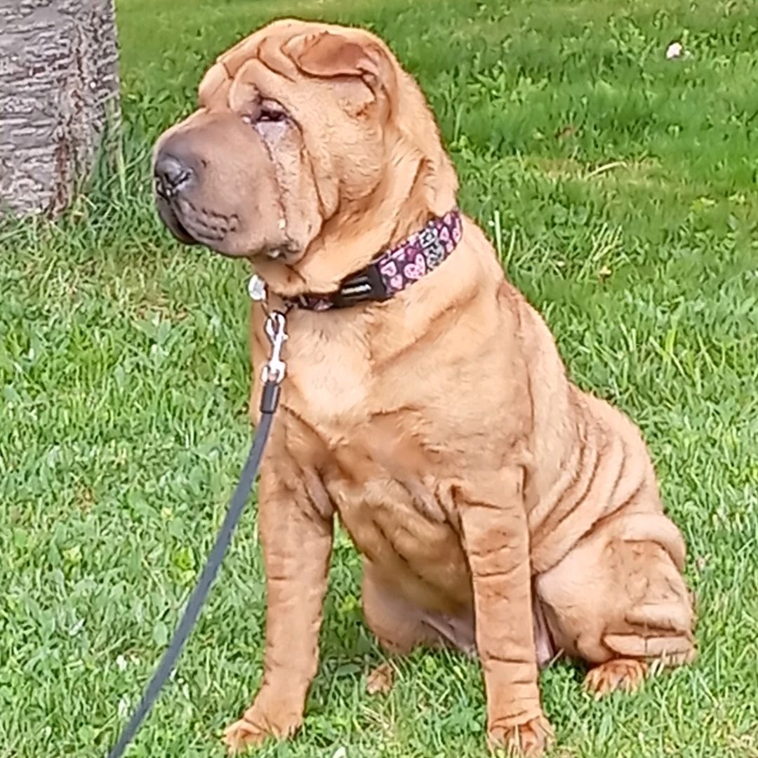 Soutěžní fotografie - Aginka,  Shar-Pei