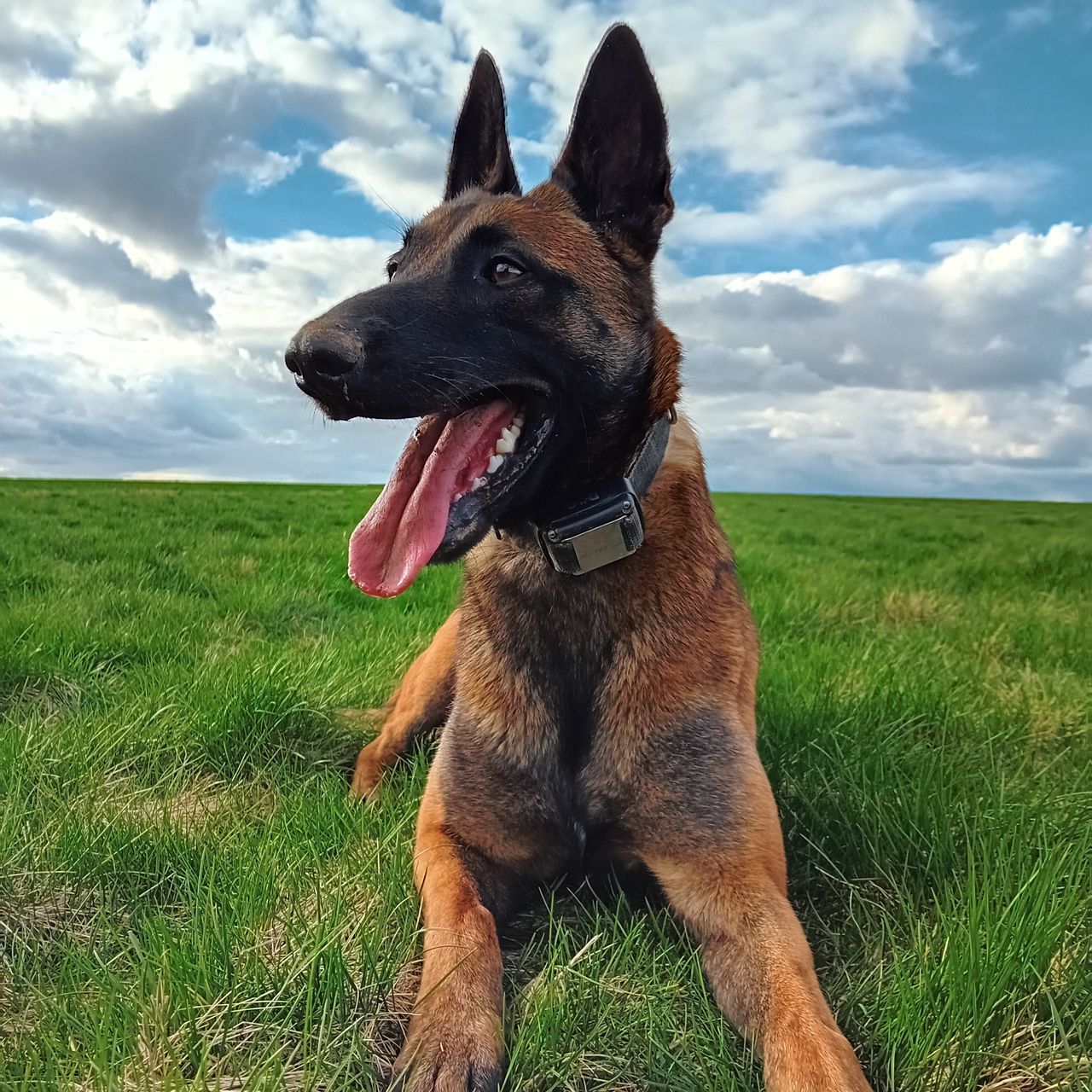 Soutěžní fotografie - ARA,  Belgický ovčák - Malinois