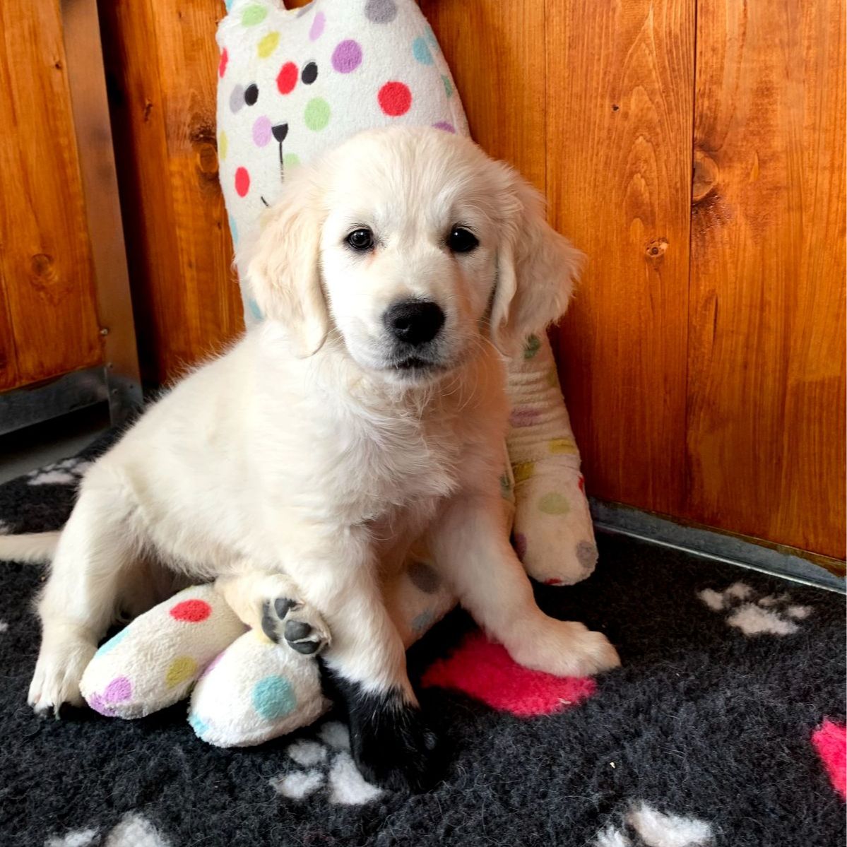 Soutěžní fotografie - Arinka,  Zlatý retriever