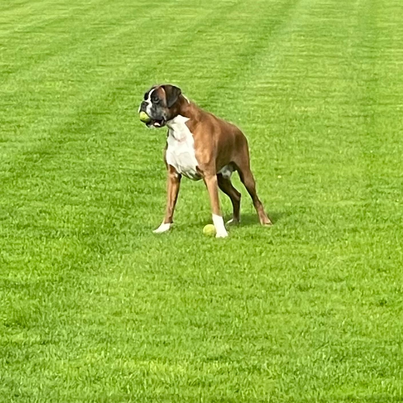 Soutěžní fotografie - Rendy,  Německý boxer
