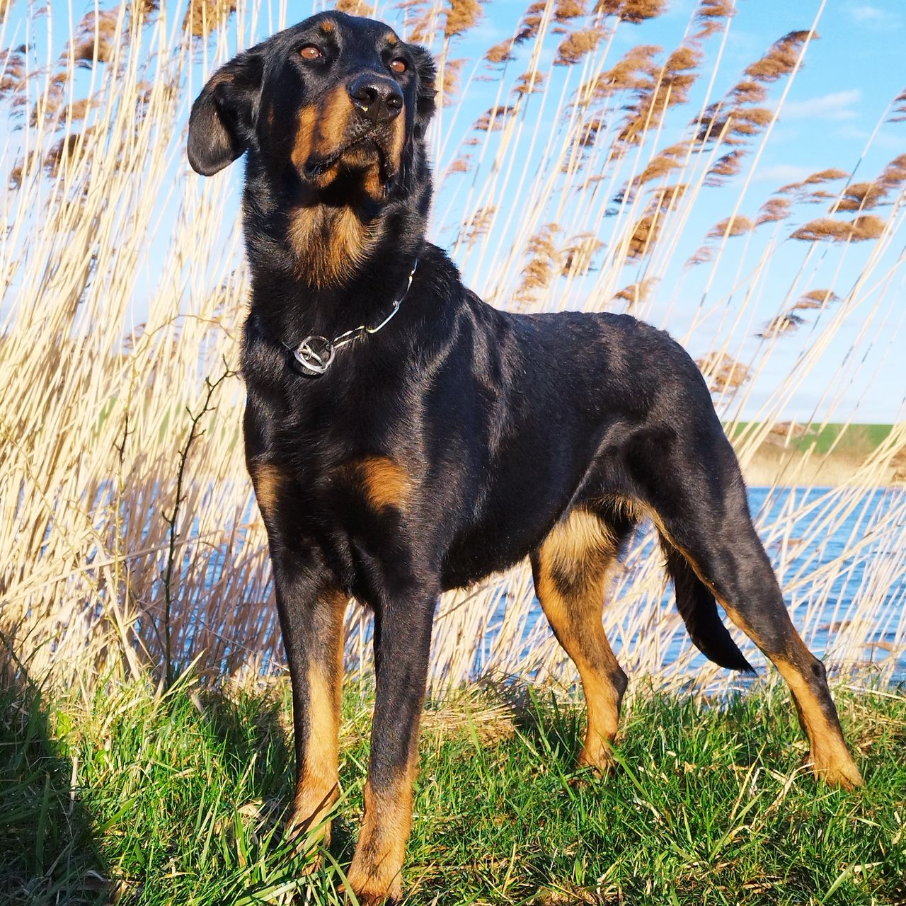 Soutěžní fotografie - Cochabamba Gitigaro - Stella,  Beauceron Berger de Beauce