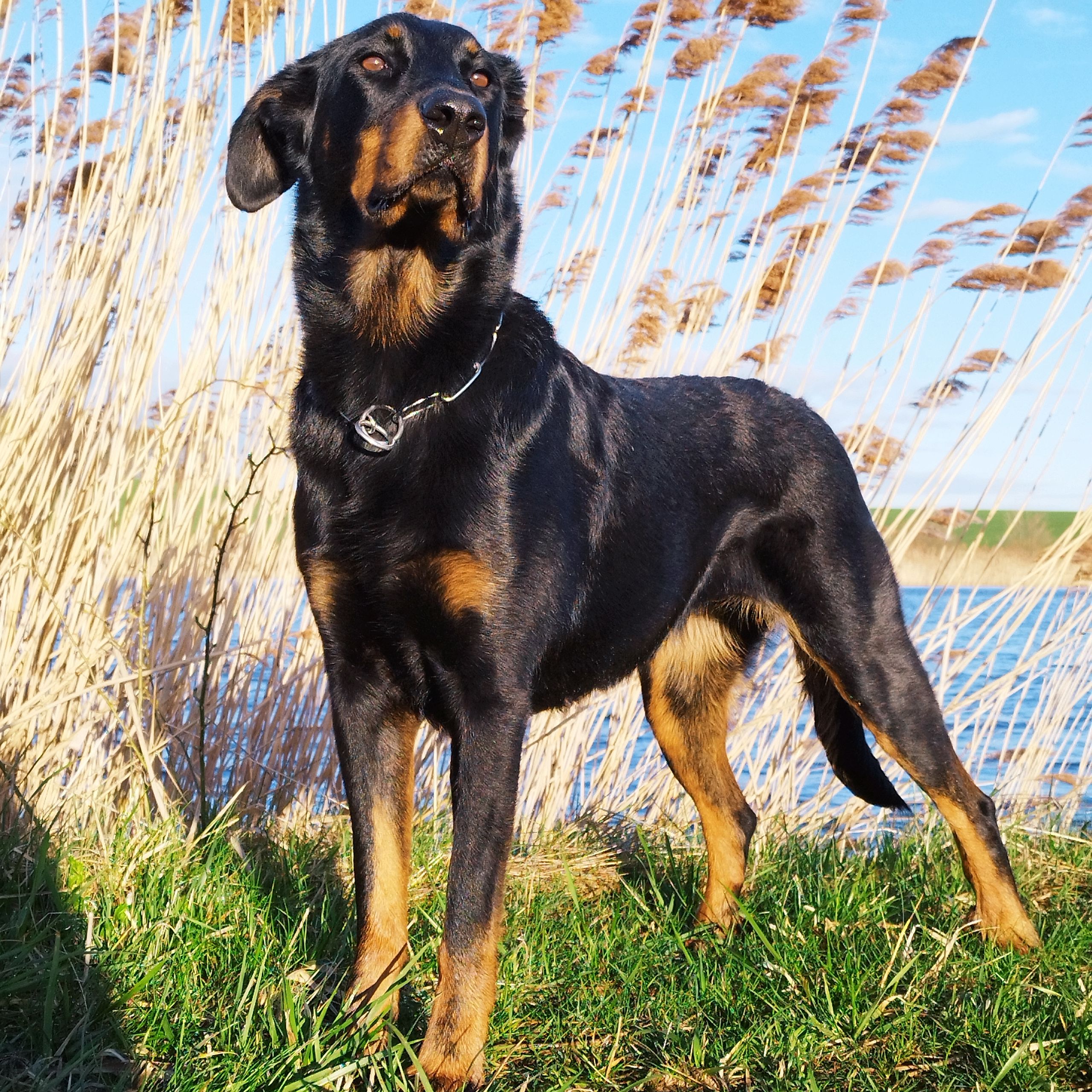 Soutěžní fotografie - Cochabamba Gitigaro - Stella,  Beauceron Berger de Beauce