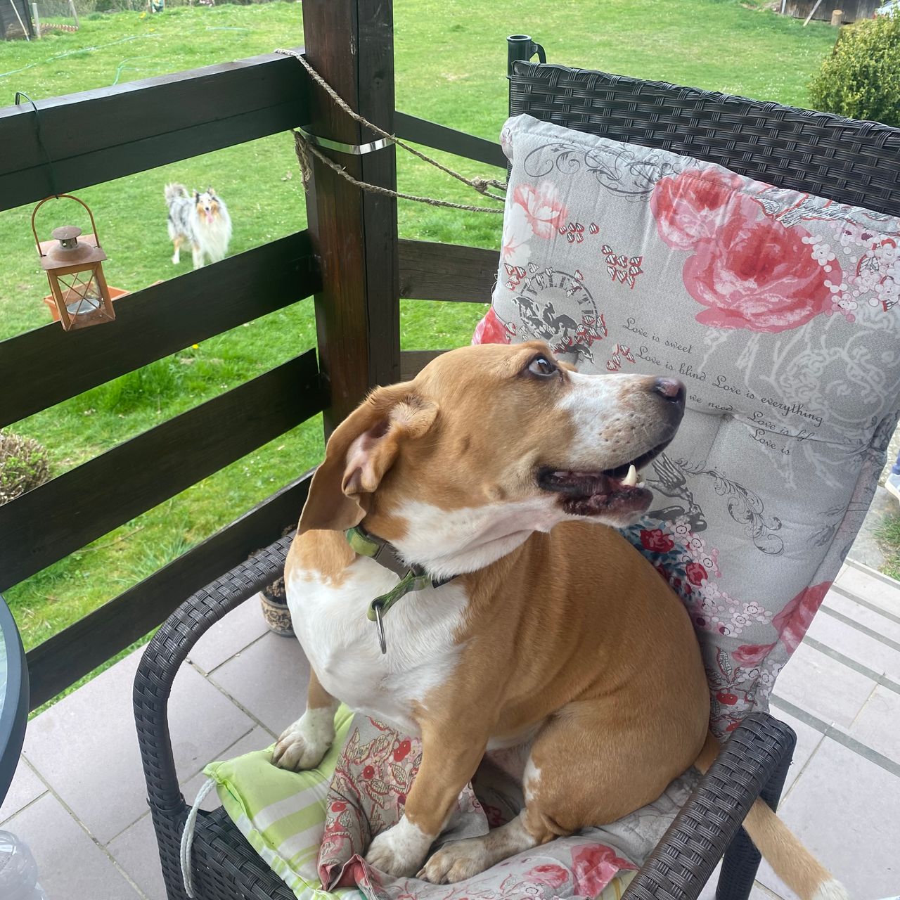 Soutěžní fotografie - Maxík,  Beagle