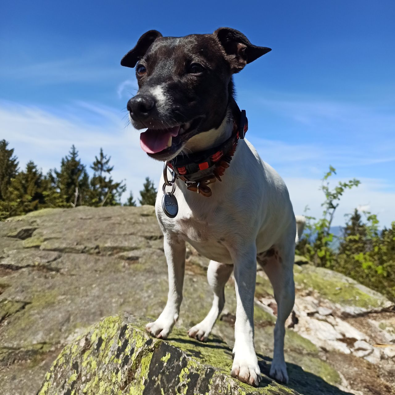 Soutěžní fotografie - Blacky,  Jack Russell Teriér