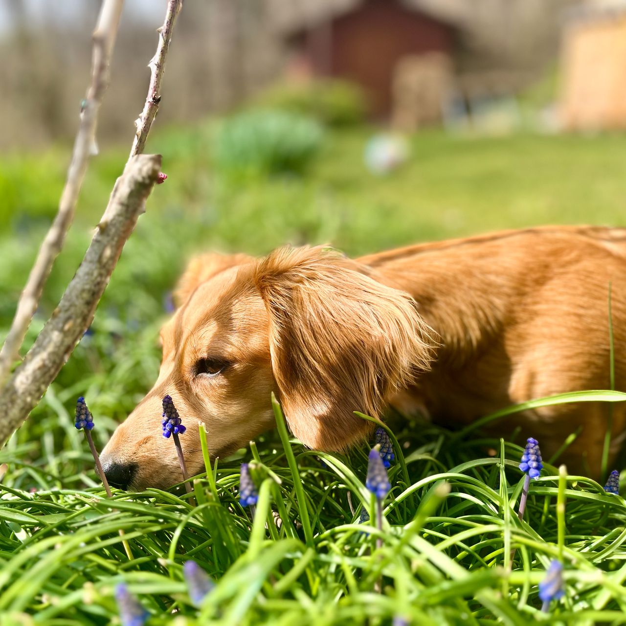Soutěžní fotografie - Maggie,  Jezevčík
