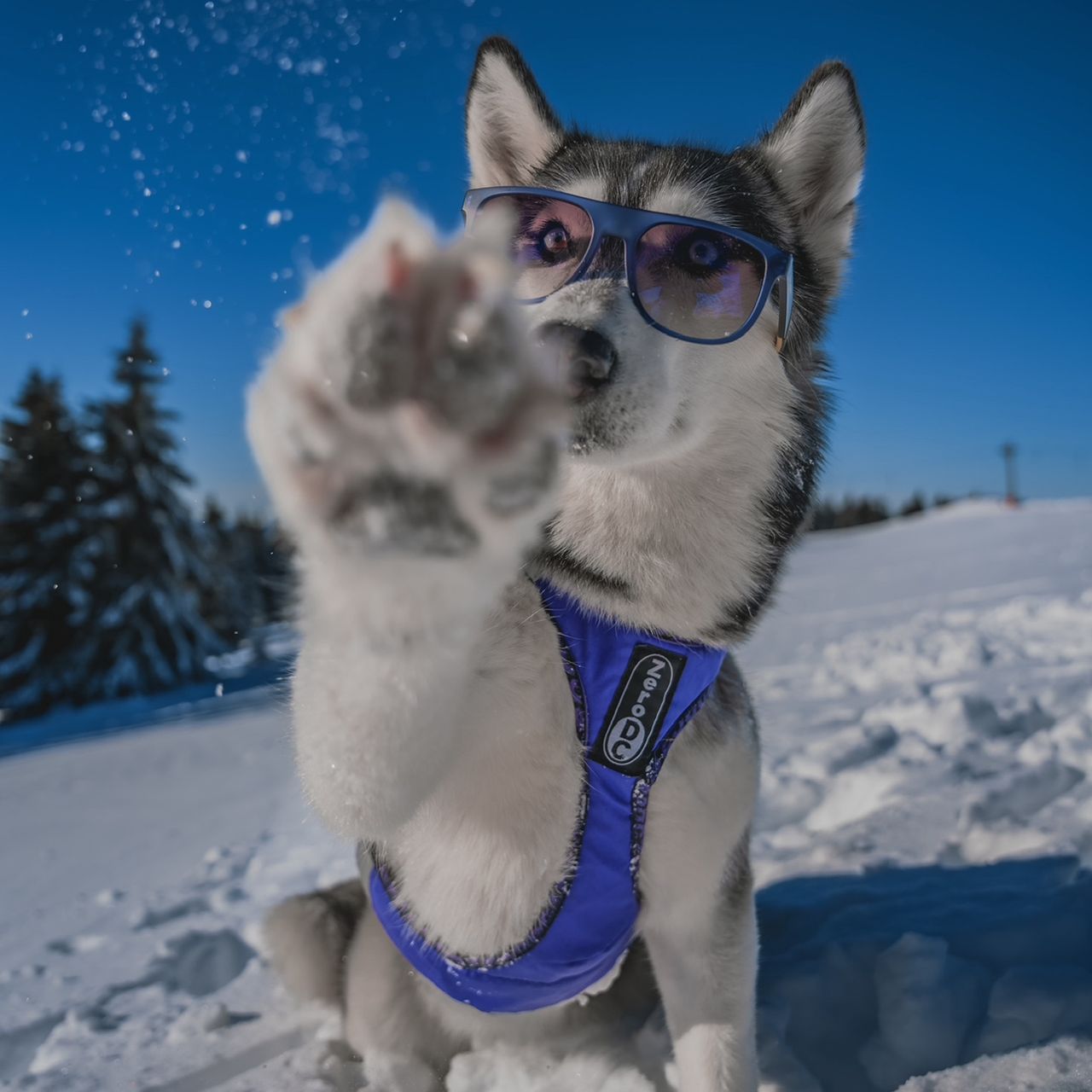 Soutěžní fotografie - Corina,  Sibiřský husky