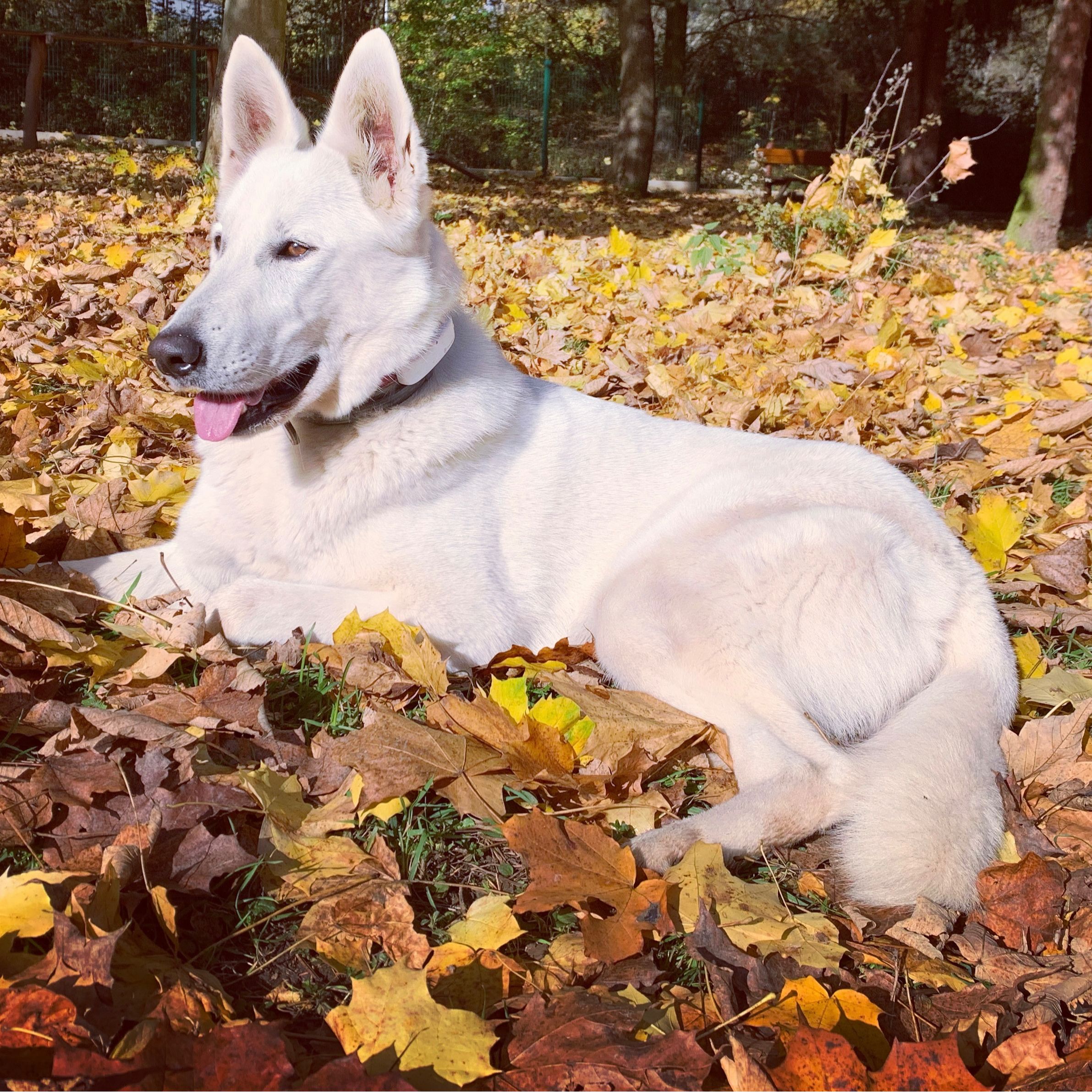 Soutěžní fotografie - Aiva z Farmy Polr,  Bílý švýcarský ovčák