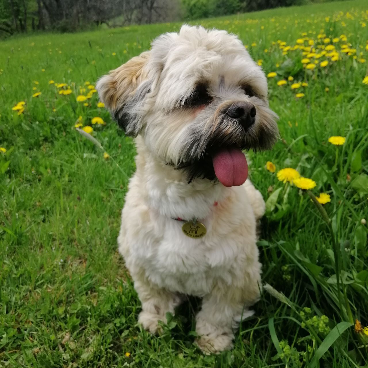 Soutěžní fotografie - CEZAREK,  Lhasa Apso