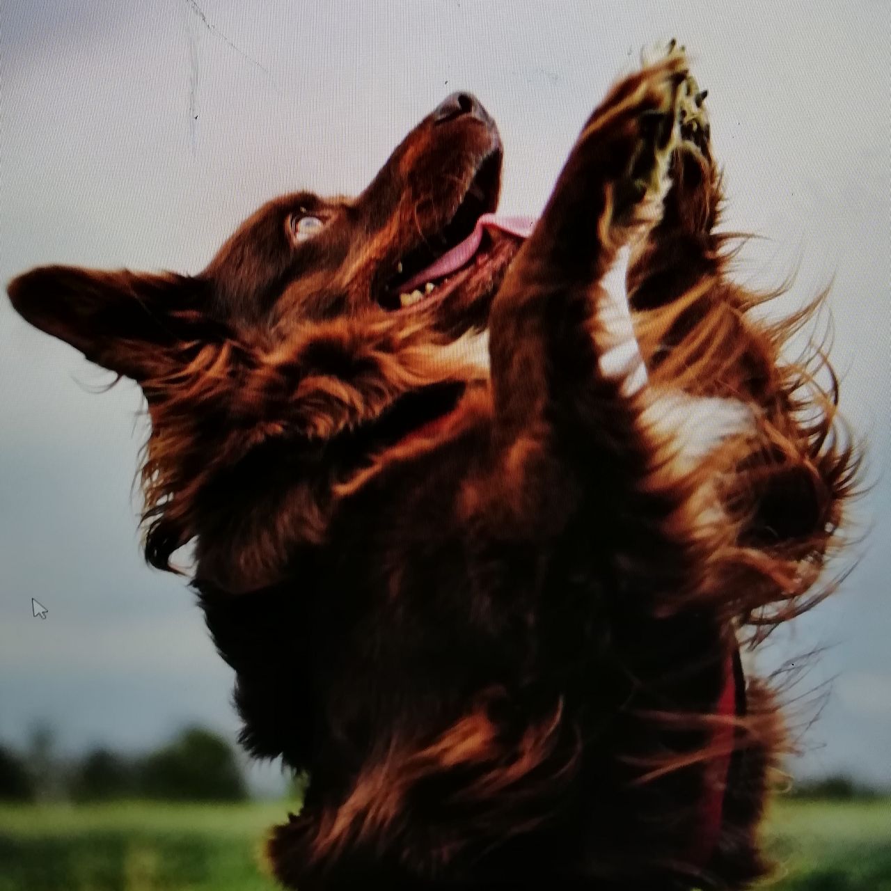 Soutěžní fotografie - EBY,  Bearded kolie