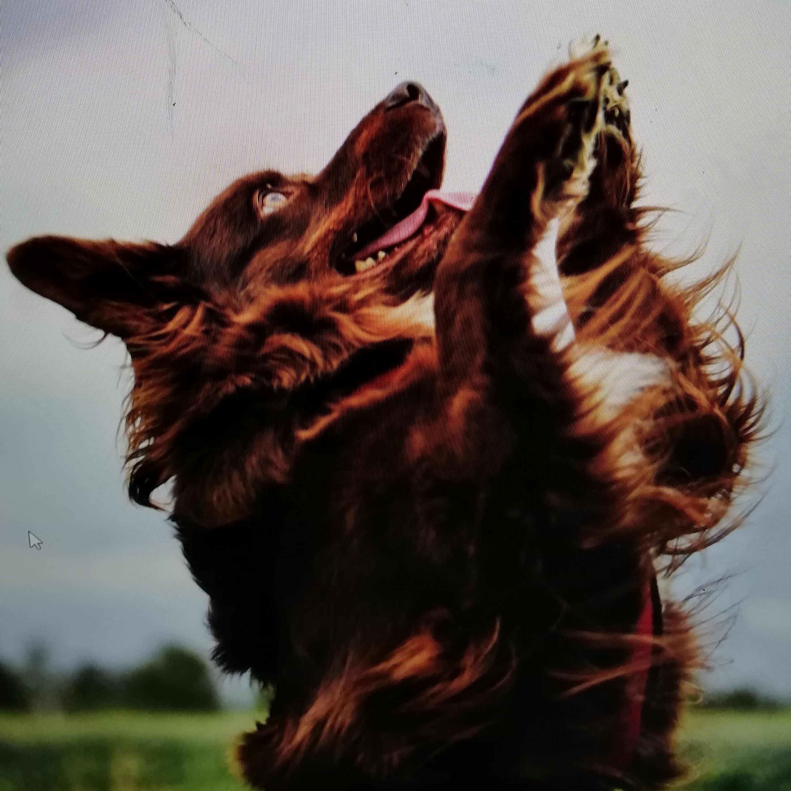 Soutěžní fotografie - EBY,  Bearded kolie