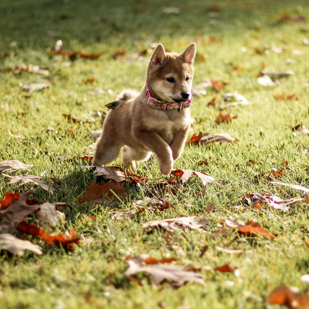 Soutěžní fotografie - Yoshiko,  Shiba