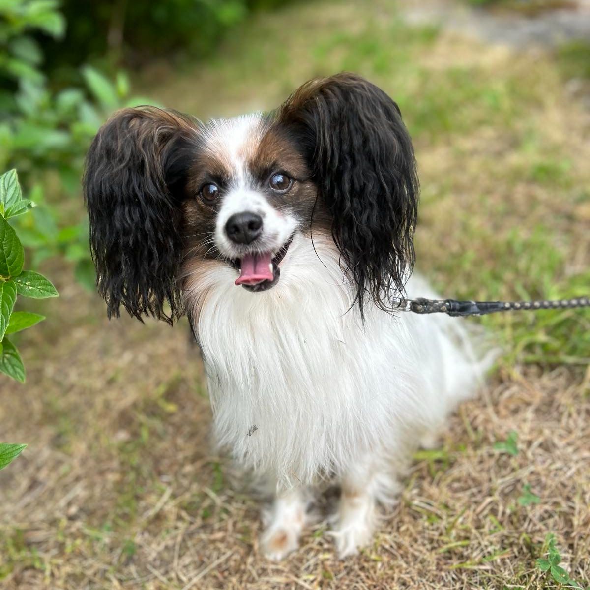 Soutěžní fotografie - Barnabašek,  Papillon