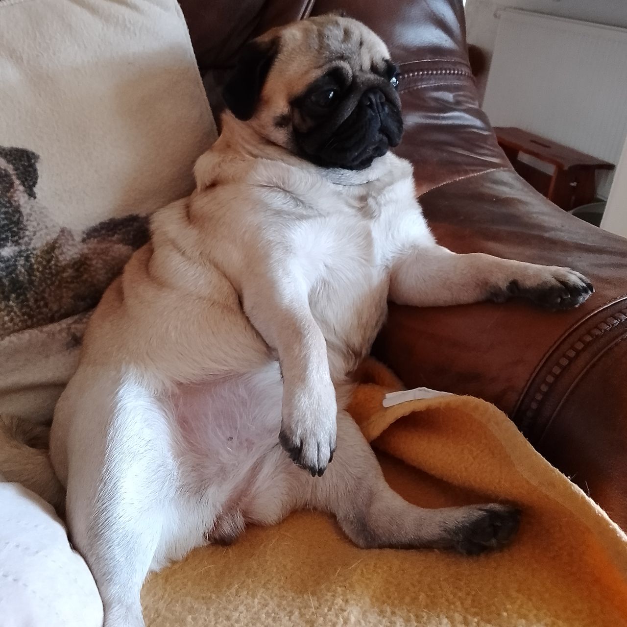 Soutěžní fotografie - Katy ,  Mops