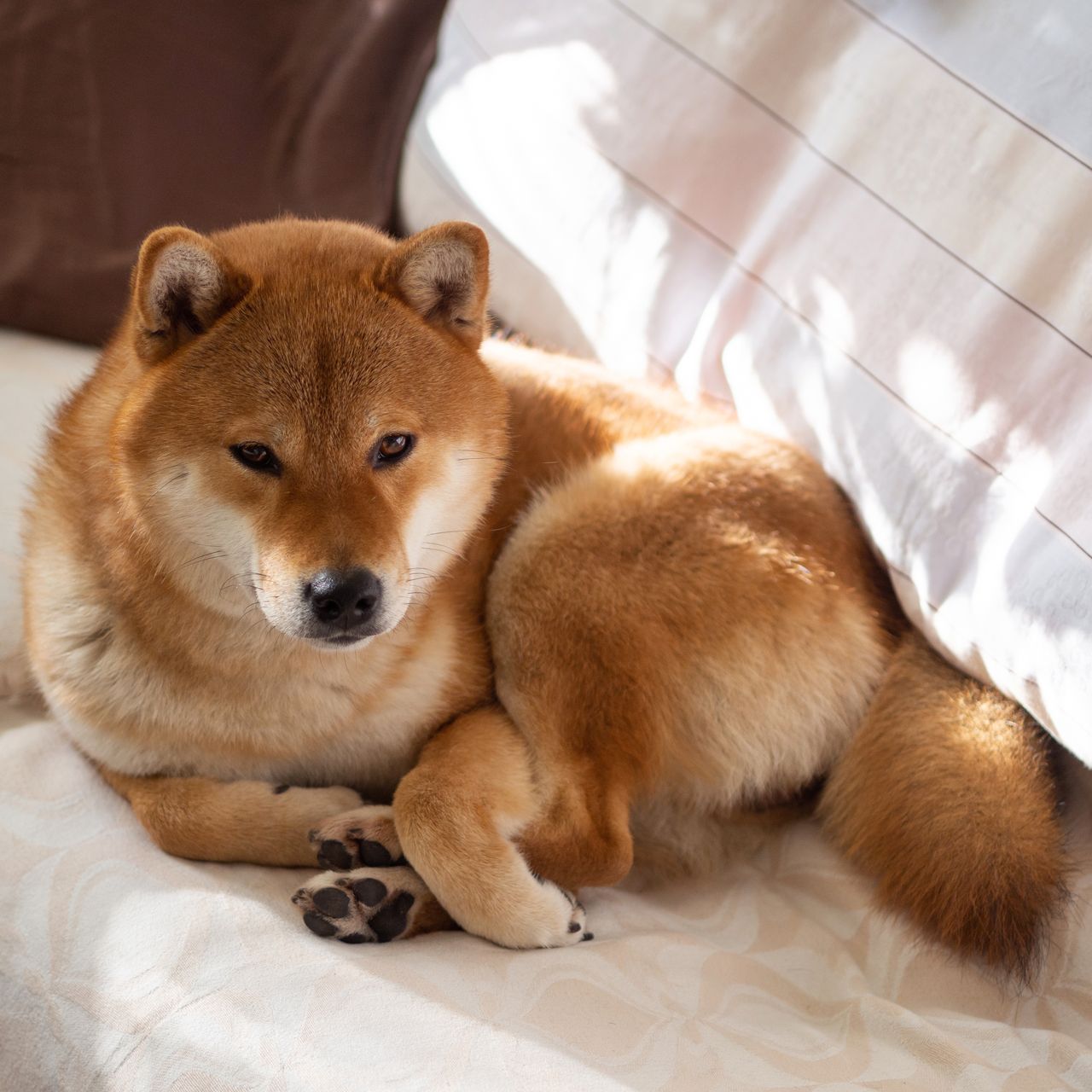 Soutěžní fotografie - Suki,  Shiba