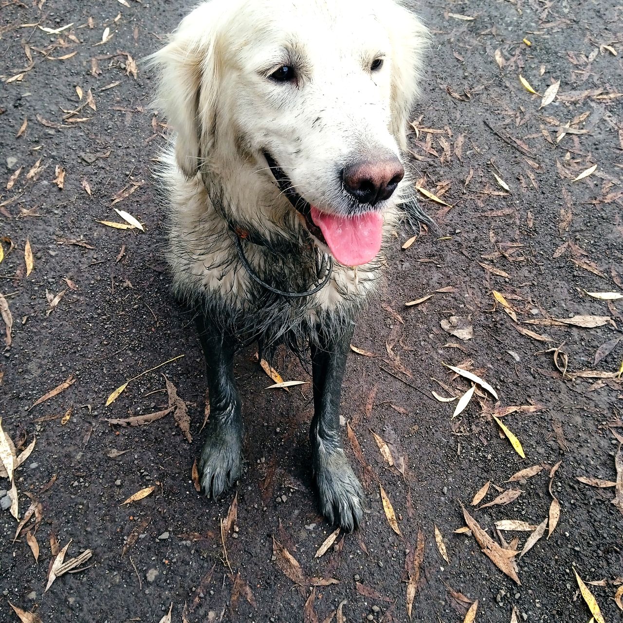 Soutěžní fotografie - Ája,  Zlatý retriever
