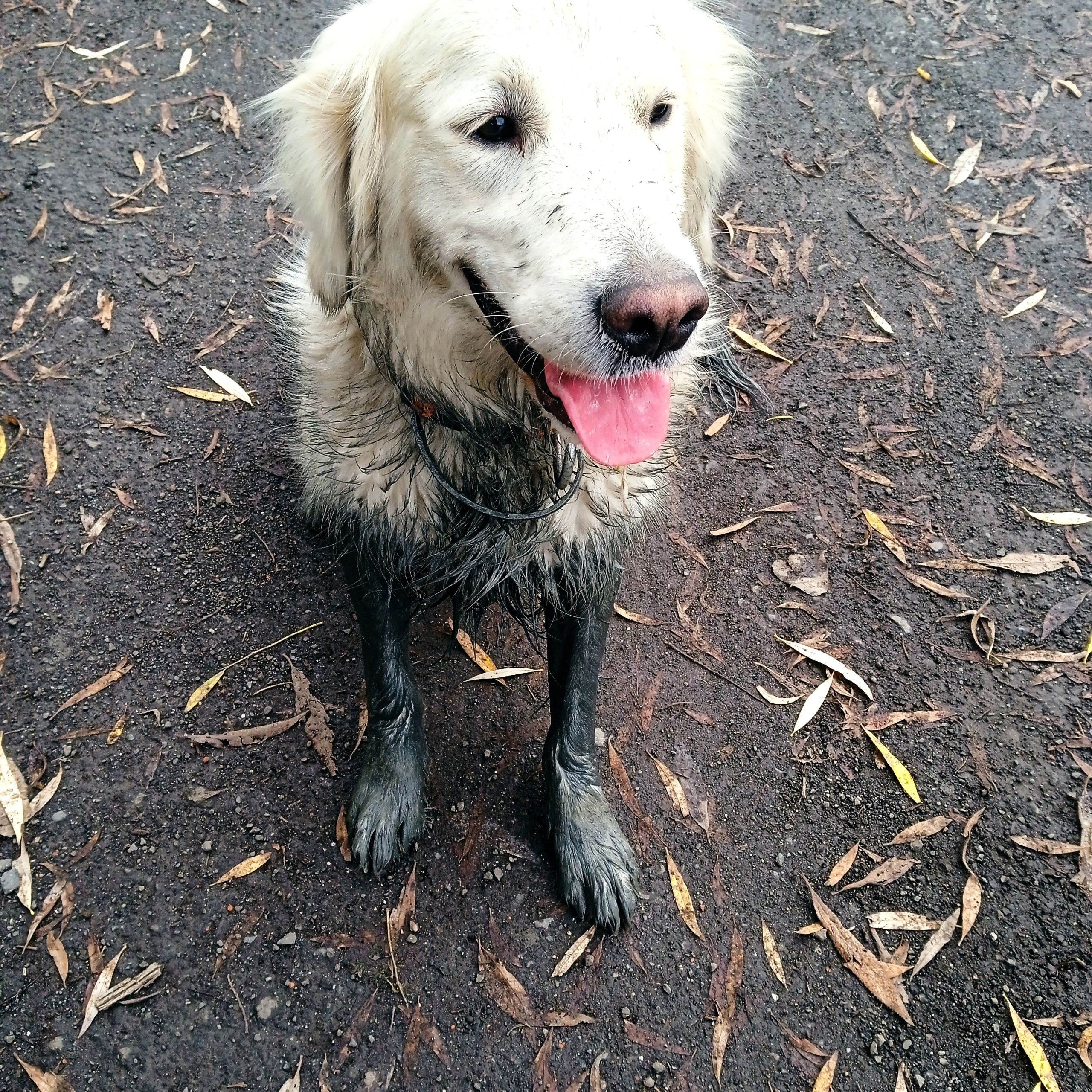 Soutěžní fotografie - Ája,  Zlatý retriever