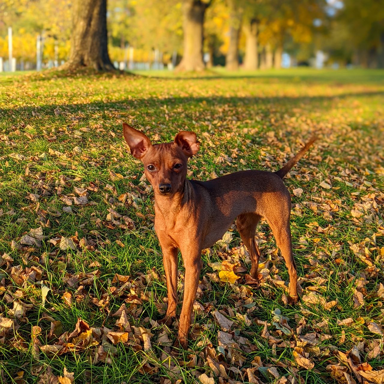 Soutěžní fotografie - Amy,  Trpasličí pinč