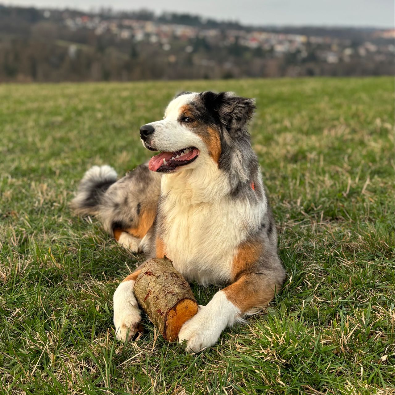 Soutěžní fotografie - Shelby,  Australský ovčák