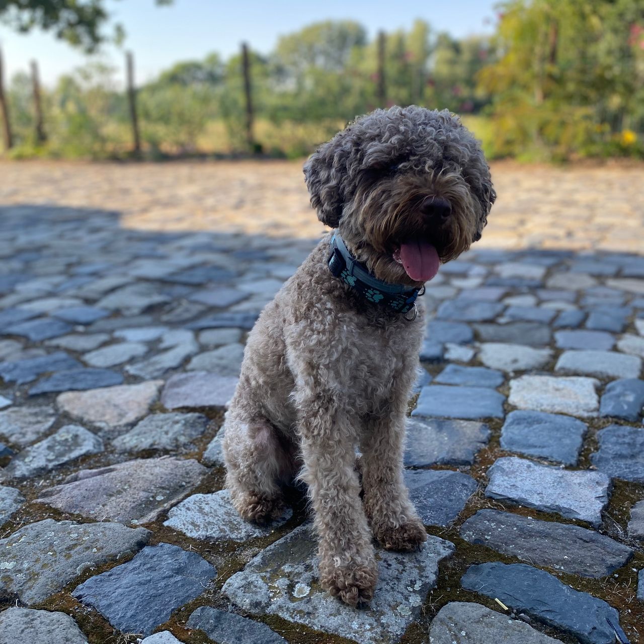 Soutěžní fotografie - Etna,  Lagotto romagnolo