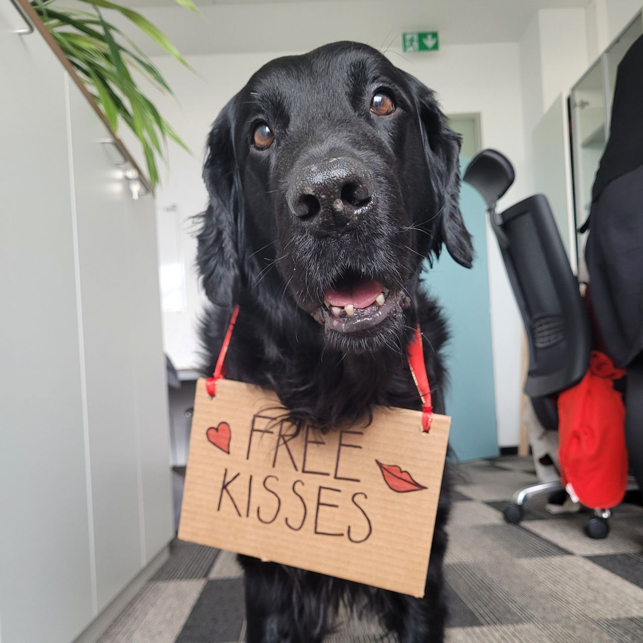 Soutěžní fotografie - Marley Věrný kamarád ,  Flat Coated Retriever