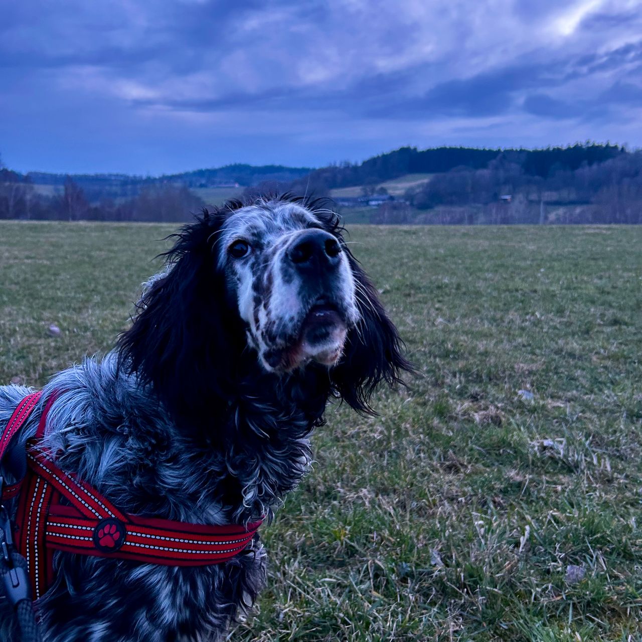 Soutěžní fotografie - Arletka,  Anglický setr