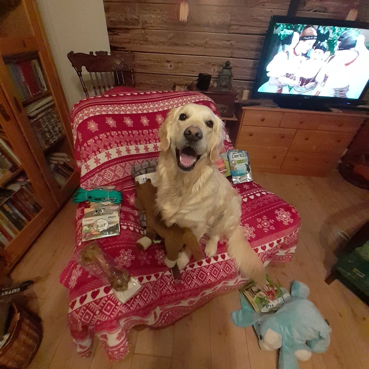 Soutěžní fotografie - Bella,  Zlatý retriever