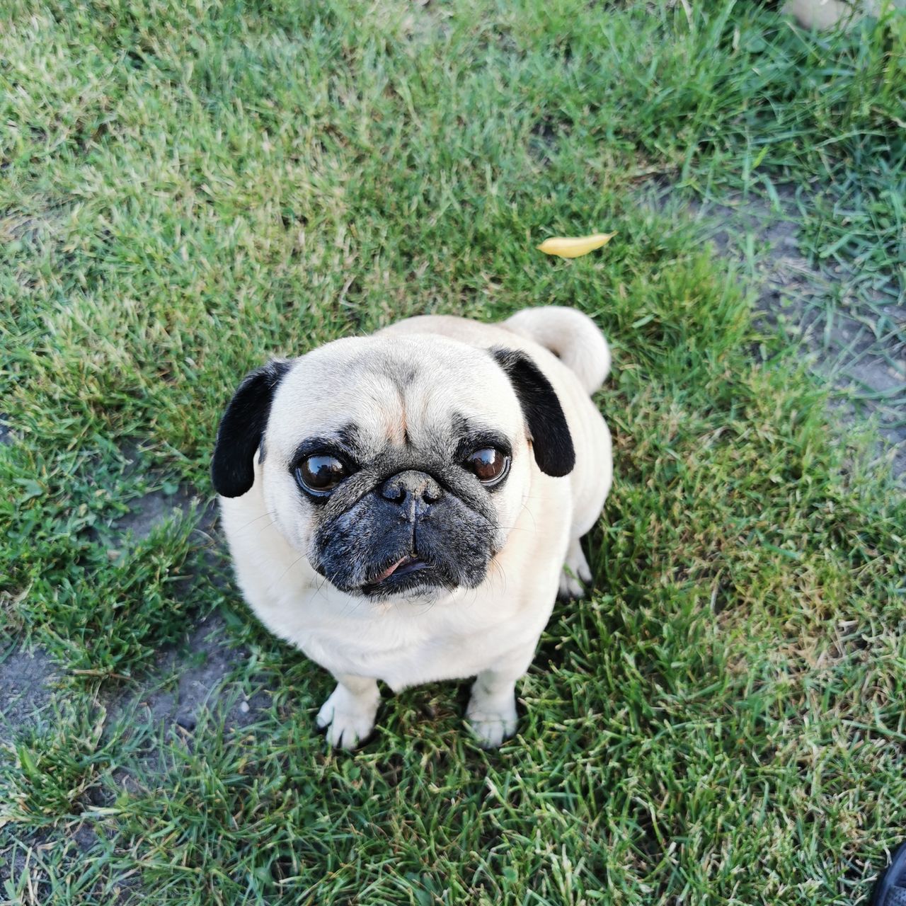 Soutěžní fotografie - Lugo,  Mops