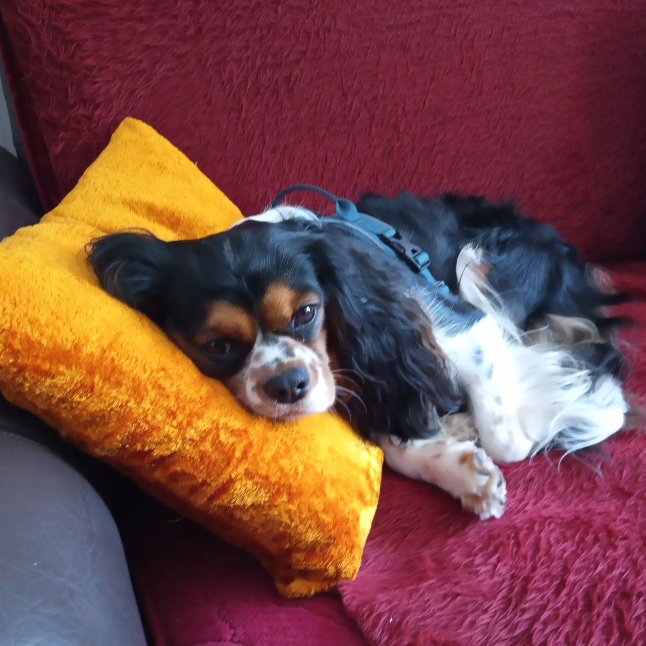 Soutěžní fotografie - Charlie,  Kavalír King Charles španěl