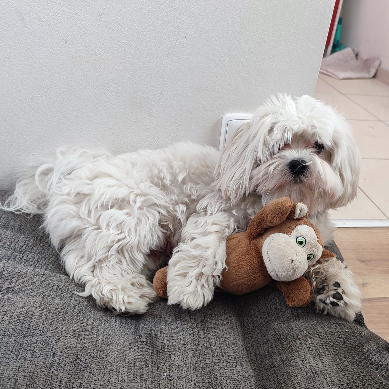 Soutěžní fotografie - Bentley ,  Maltézský psík