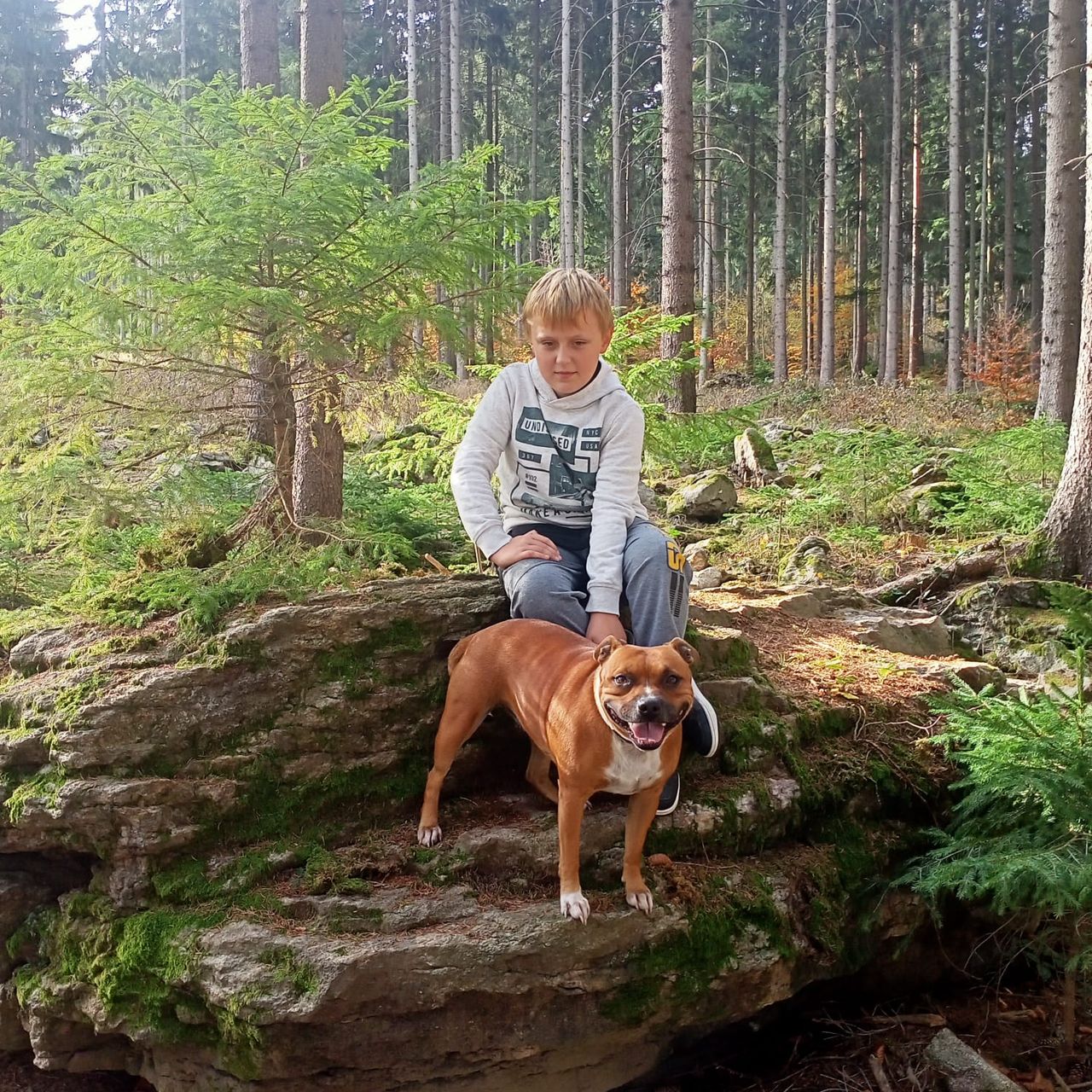 Soutěžní fotografie - Lavina,  Stafordšírský bullterier