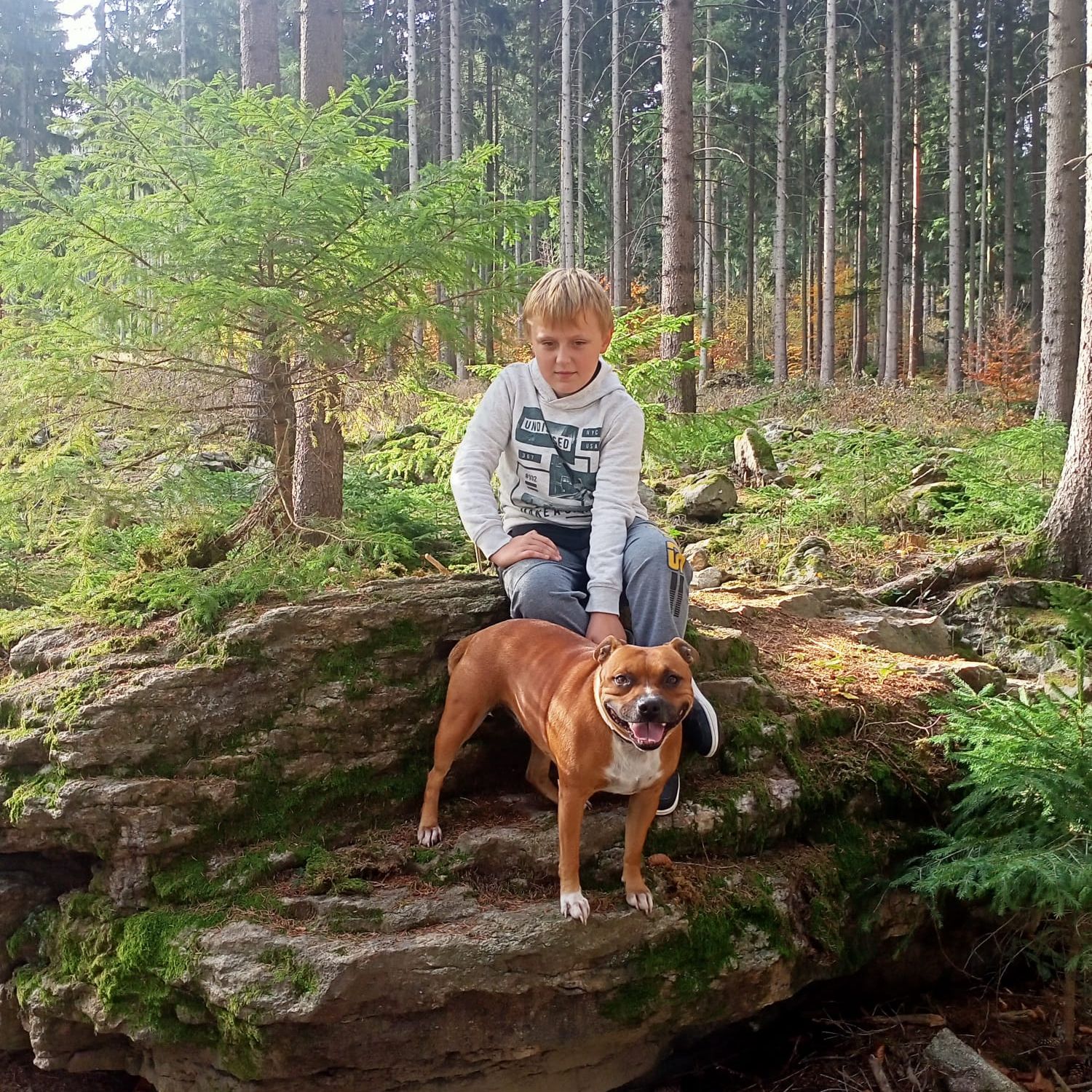 Soutěžní fotografie - Lavina,  Stafordšírský bullterier