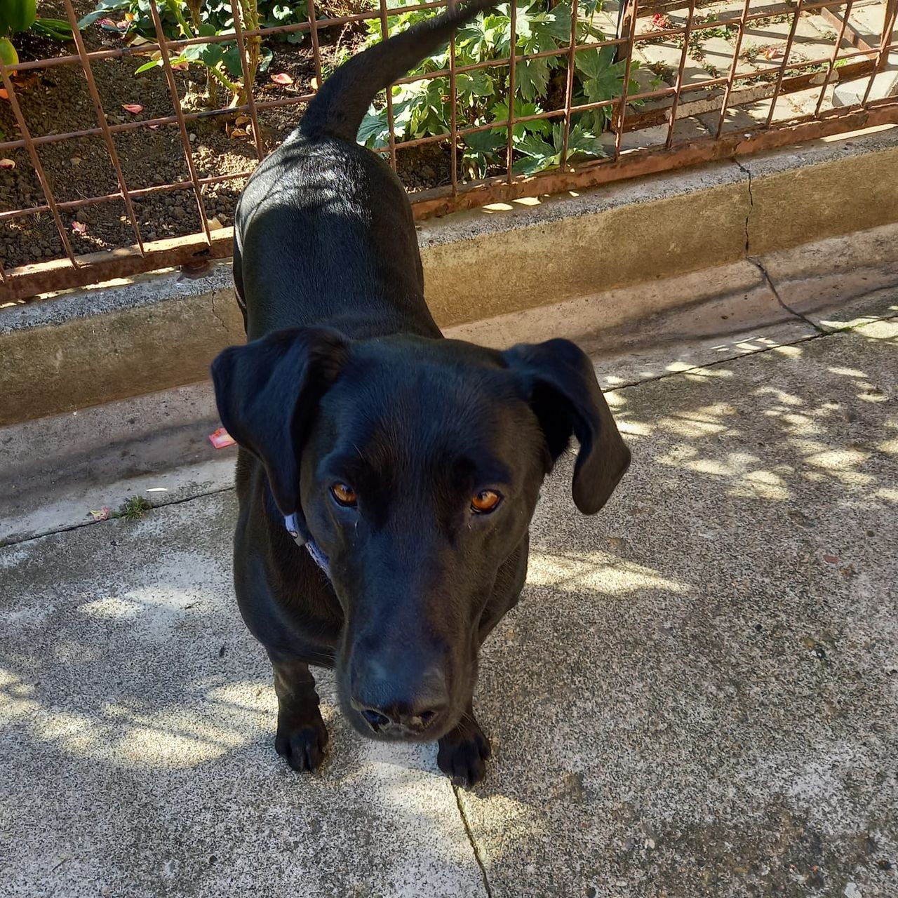 Soutěžní fotografie - Max,  Labradorský retriever
