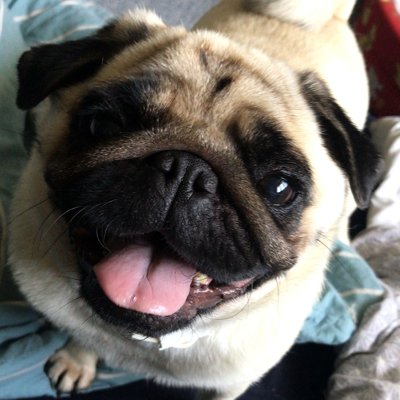 Soutěžní fotografie - Lucky,  Mops