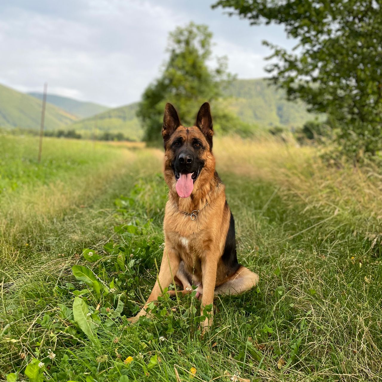 Soutěžní fotografie - Archie,  Německý ovčák
