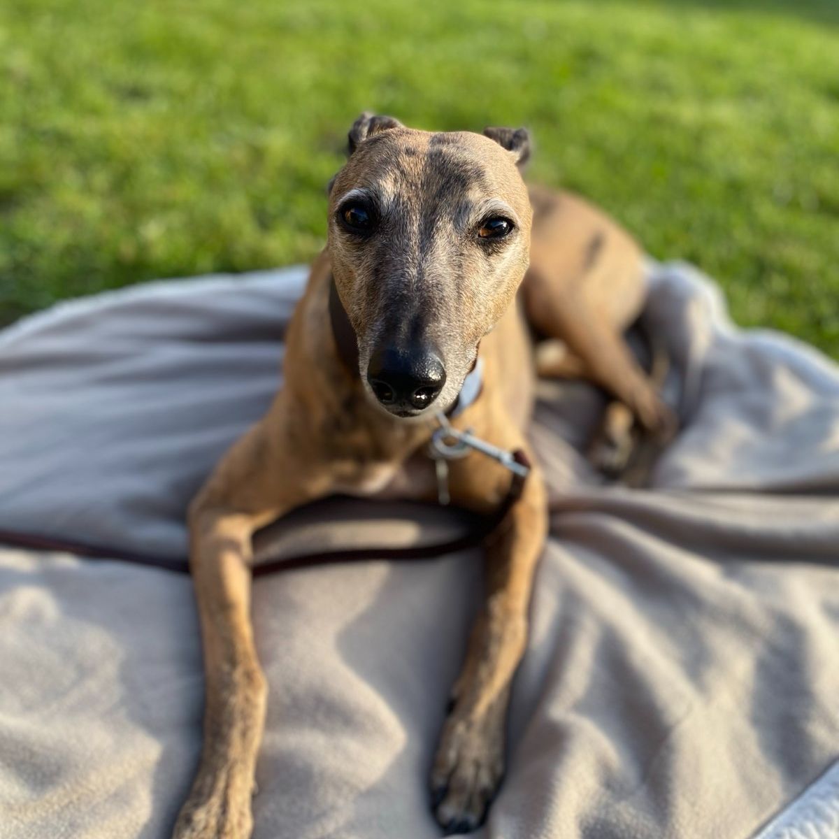 Soutěžní fotografie - Error,  Whippet
