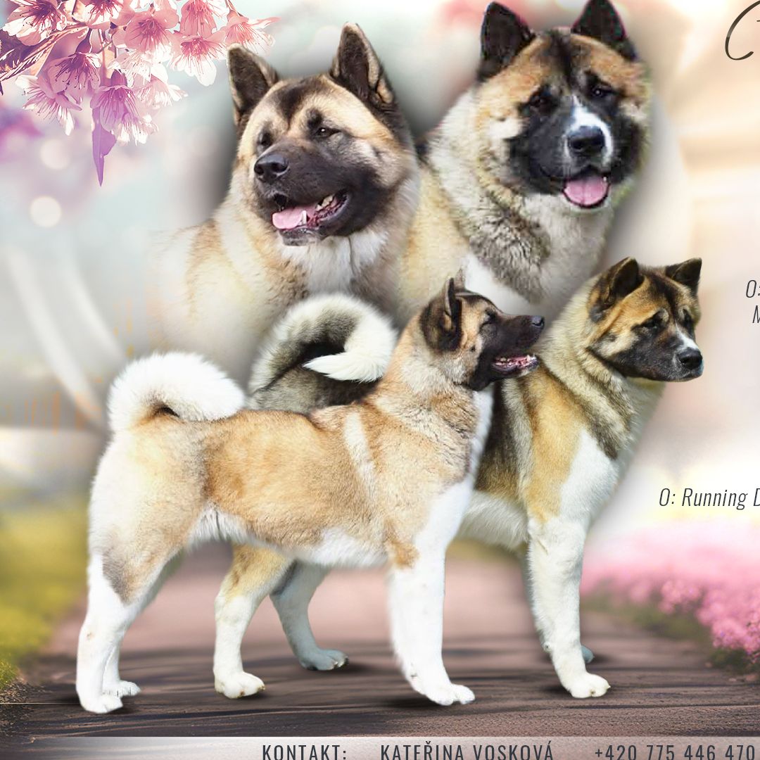 Soutěžní fotografie - Akira,  Americká akita