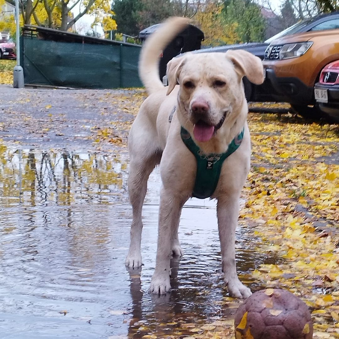 Soutěžní fotografie - Vašek,  Labradorský retriever
