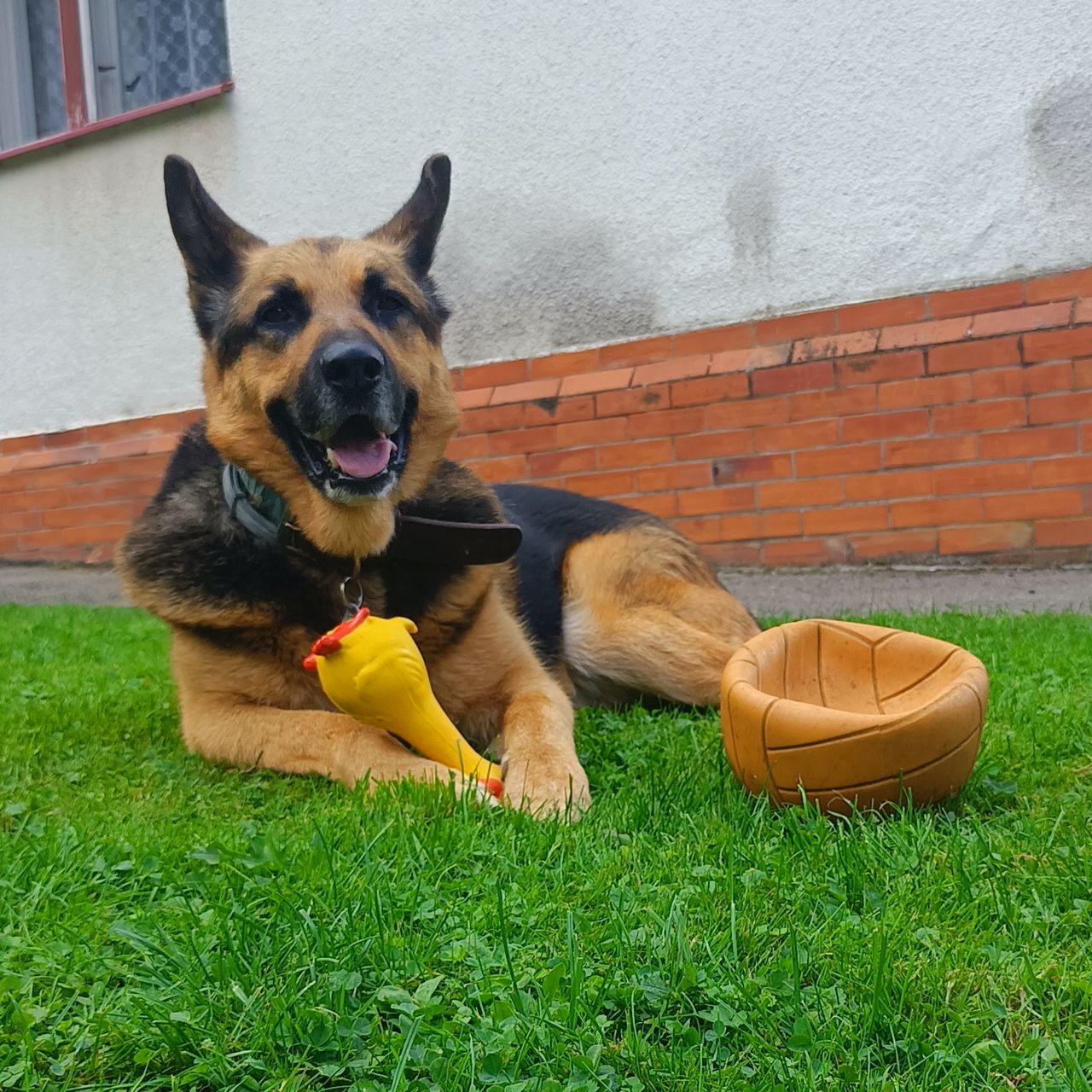 Soutěžní fotografie - Bruno,  Německý ovčák