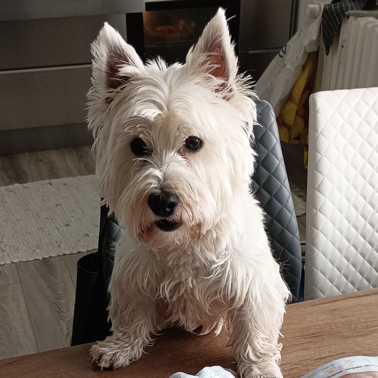Soutěžní fotografie - Max,  West Highland White Terrier